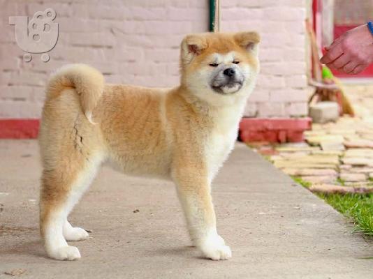 Akita Inu